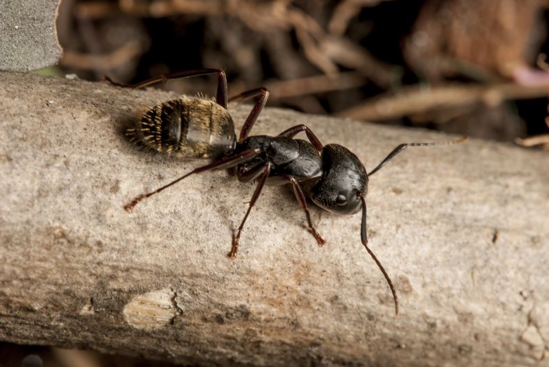 Black Ant Extermination