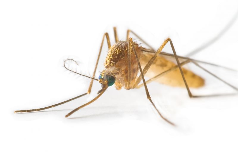 Fly And Mosquito Prevention Tips For Properties