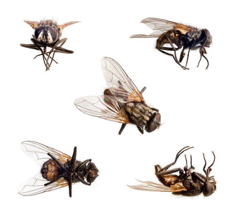Fly Extermination