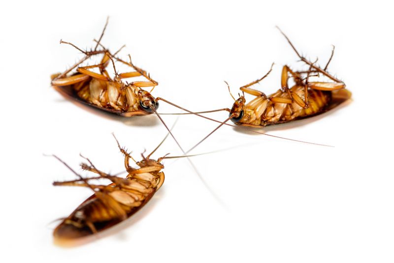 Cockroach Swarm