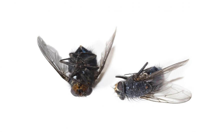How Flies Impact Customer Experience