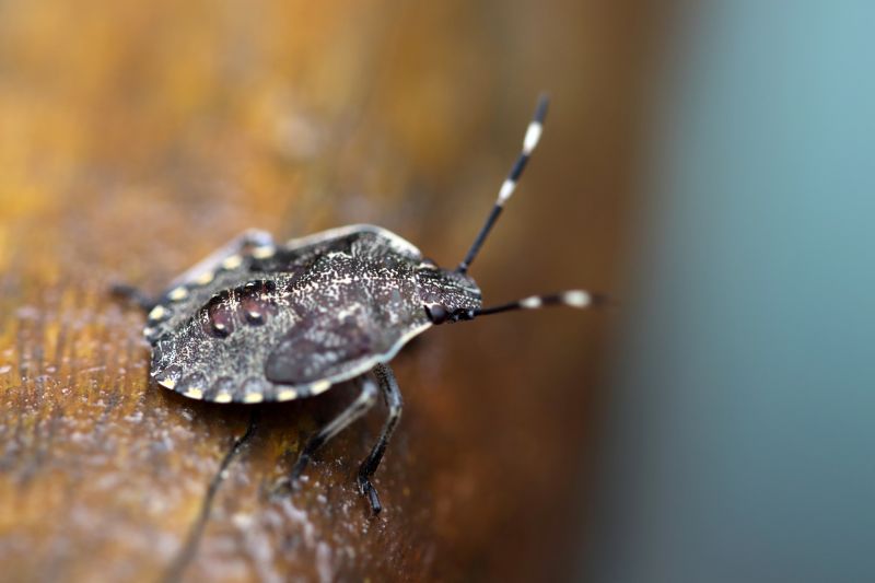 Signs You Have A Stinkbug Infestation Indoors
