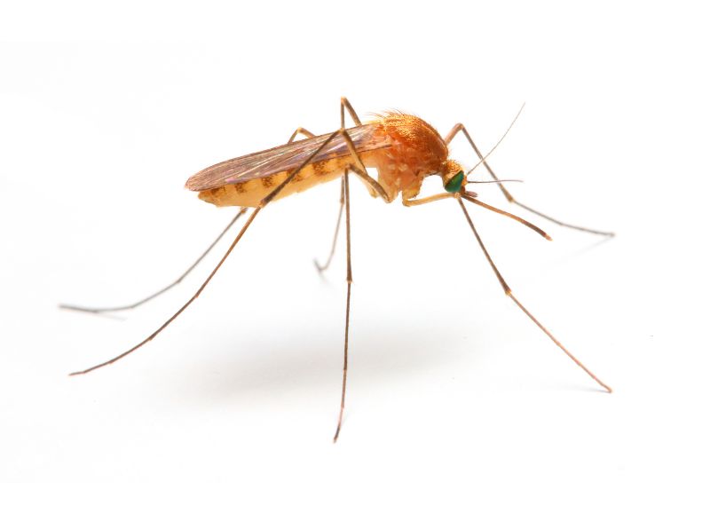 Why Spring Fly And Mosquito Pest Control Matters