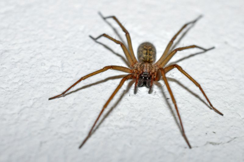 Wolf Spider Removal
